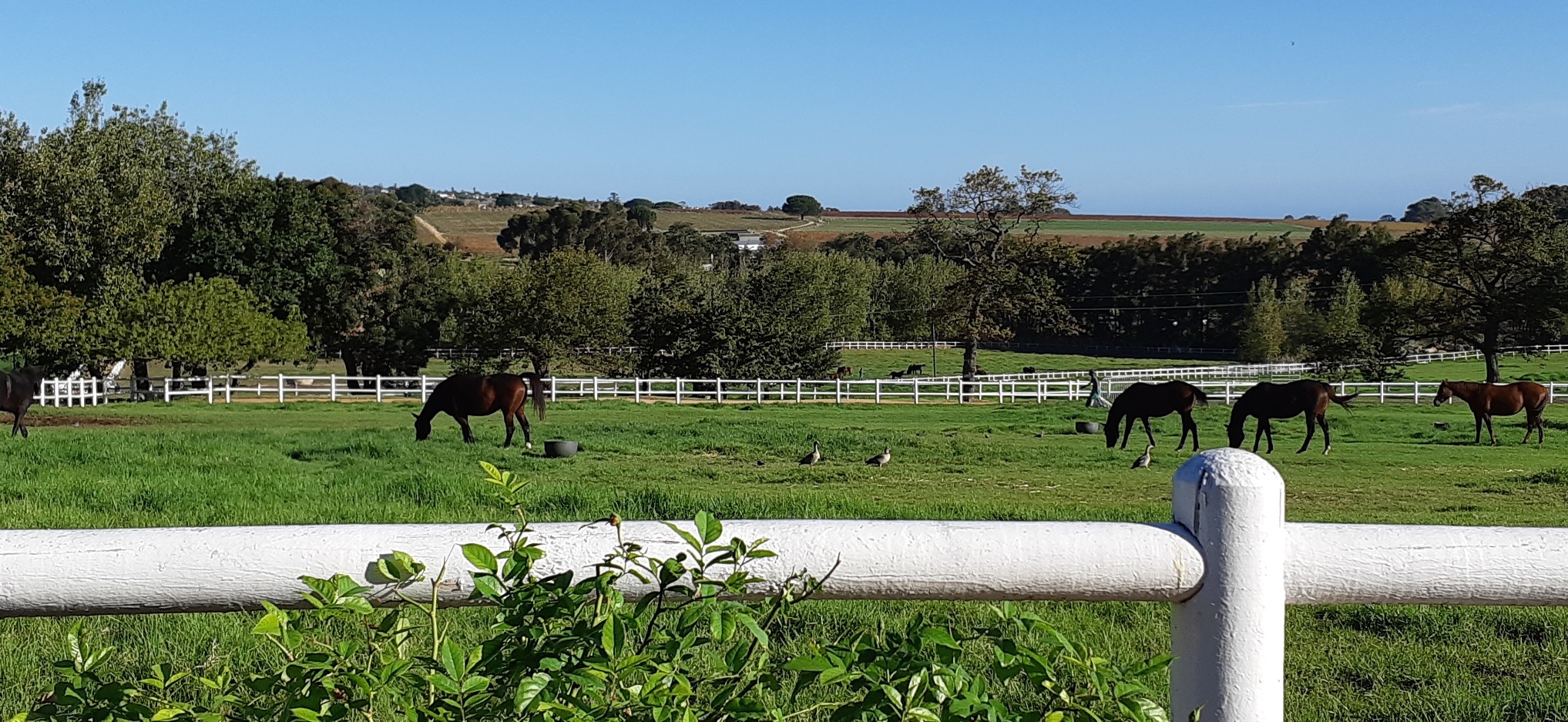 You are currently viewing Cabernet Franc Carnival Celebrations At Avontuur Estate!