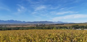 Read more about the article Views And Vines At Vondeling Wines