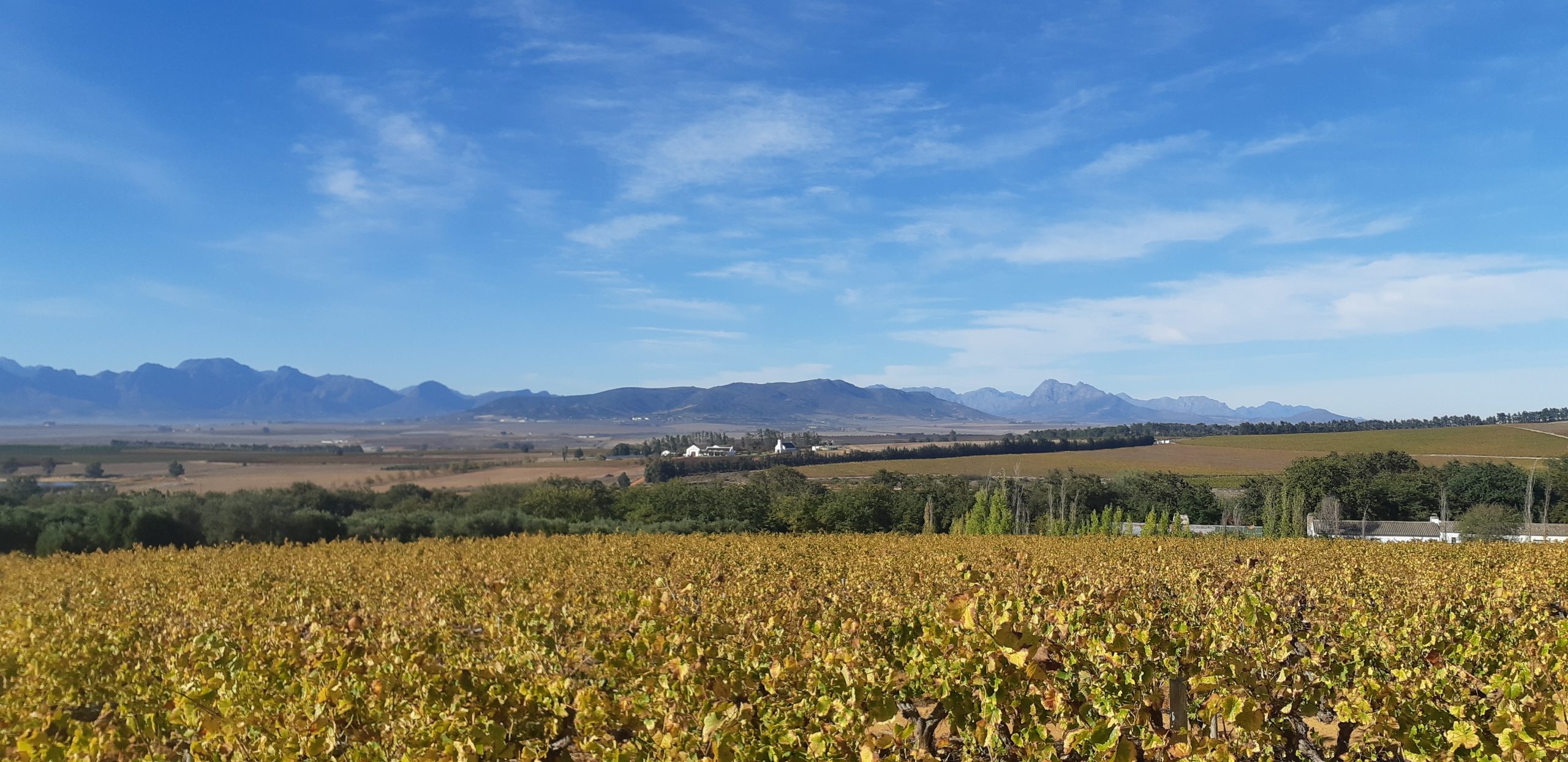 You are currently viewing Views And Vines At Vondeling Wines