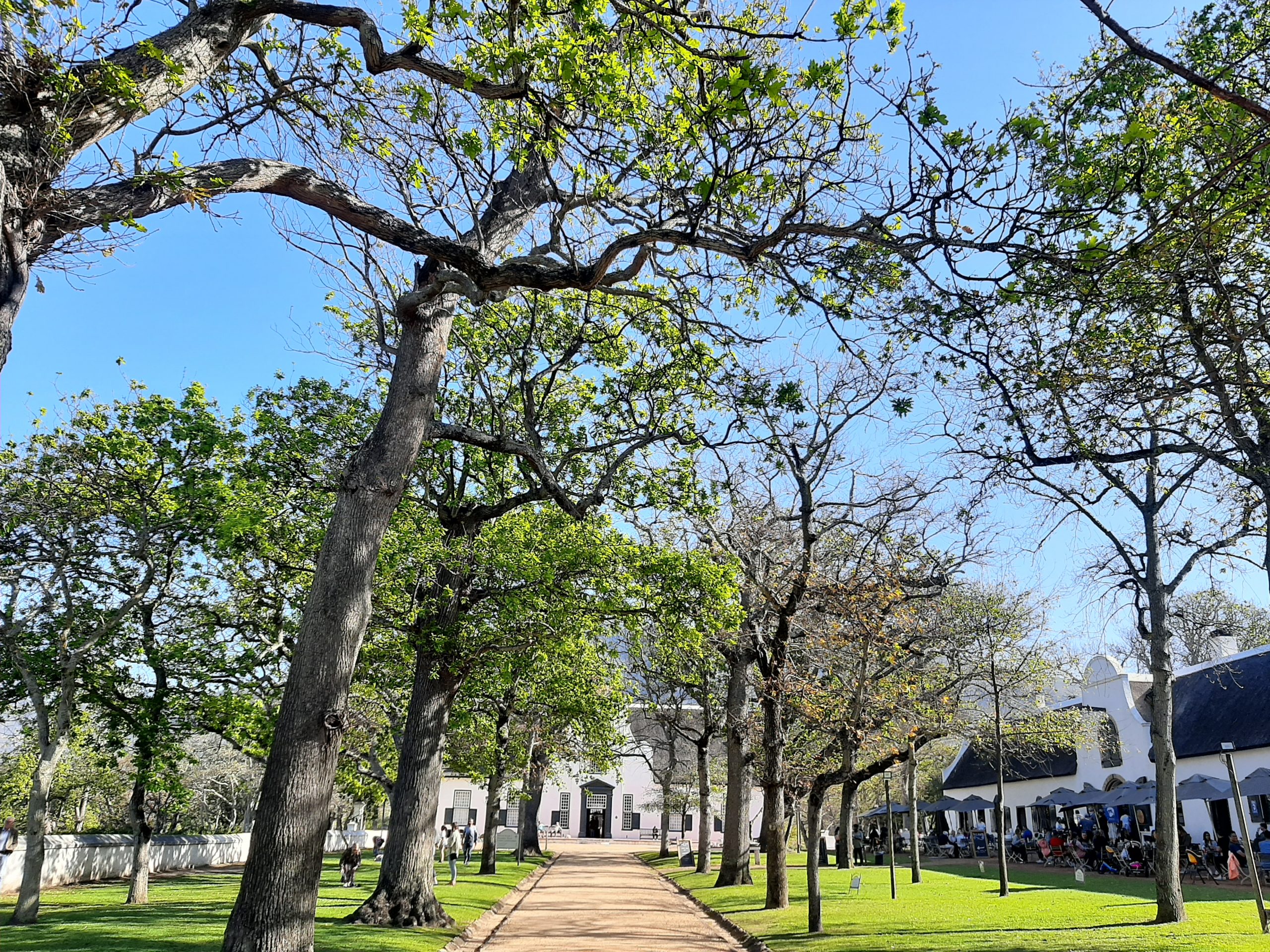 You are currently viewing 5 Great Reasons To Experience Groot Constantia’s Visitors Route