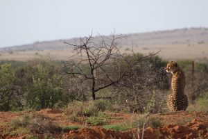 Samara Private Game Reserve – An Unforgettable Safari for The Soul