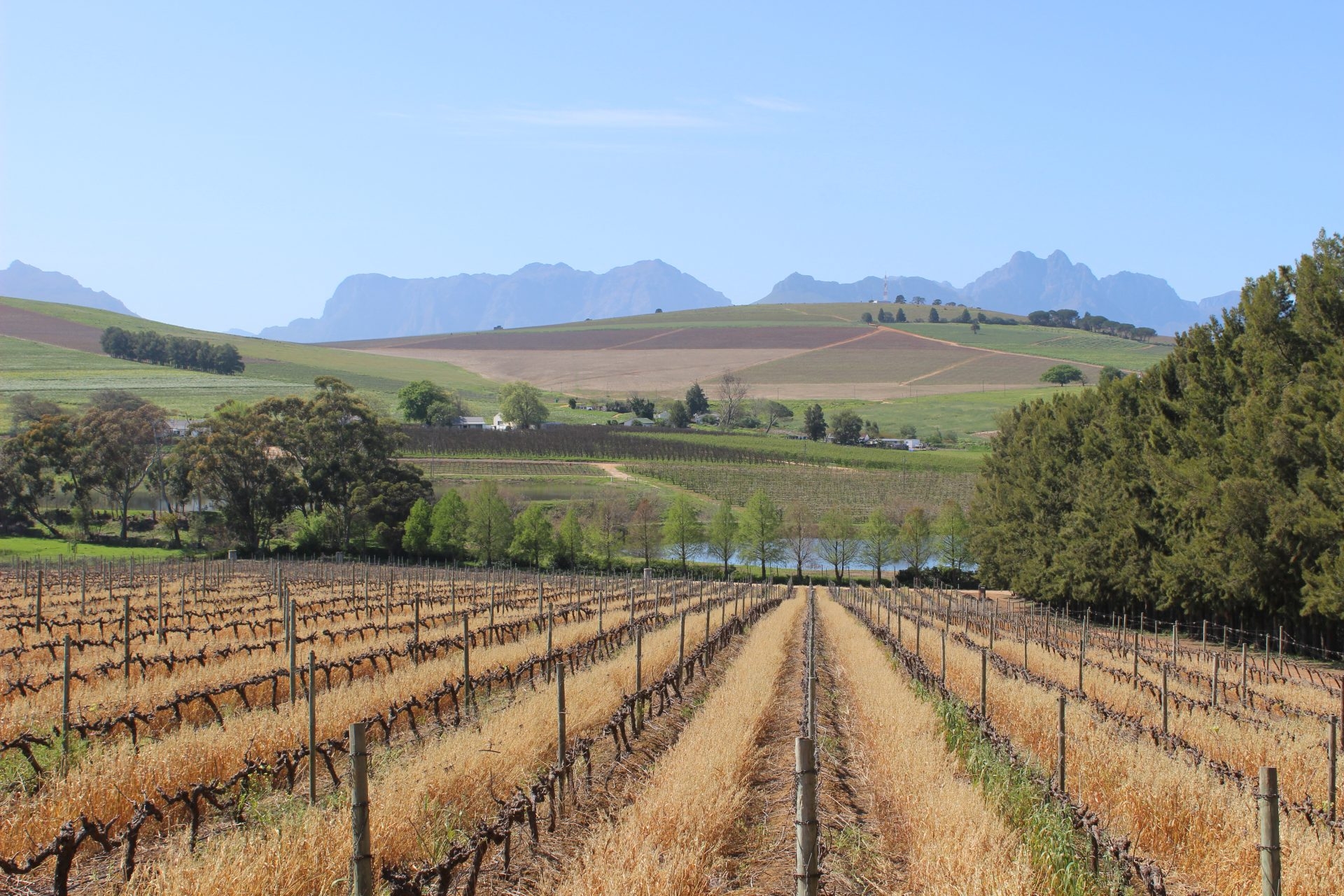 Read more about the article Support Local. Support Stellenbosch.