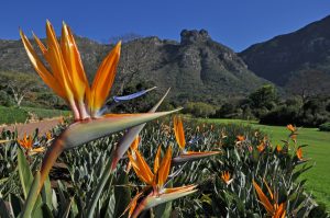 Read more about the article Kirstenbosch National Botanical Garden is awarded a TripAdvisor Global Top Destination