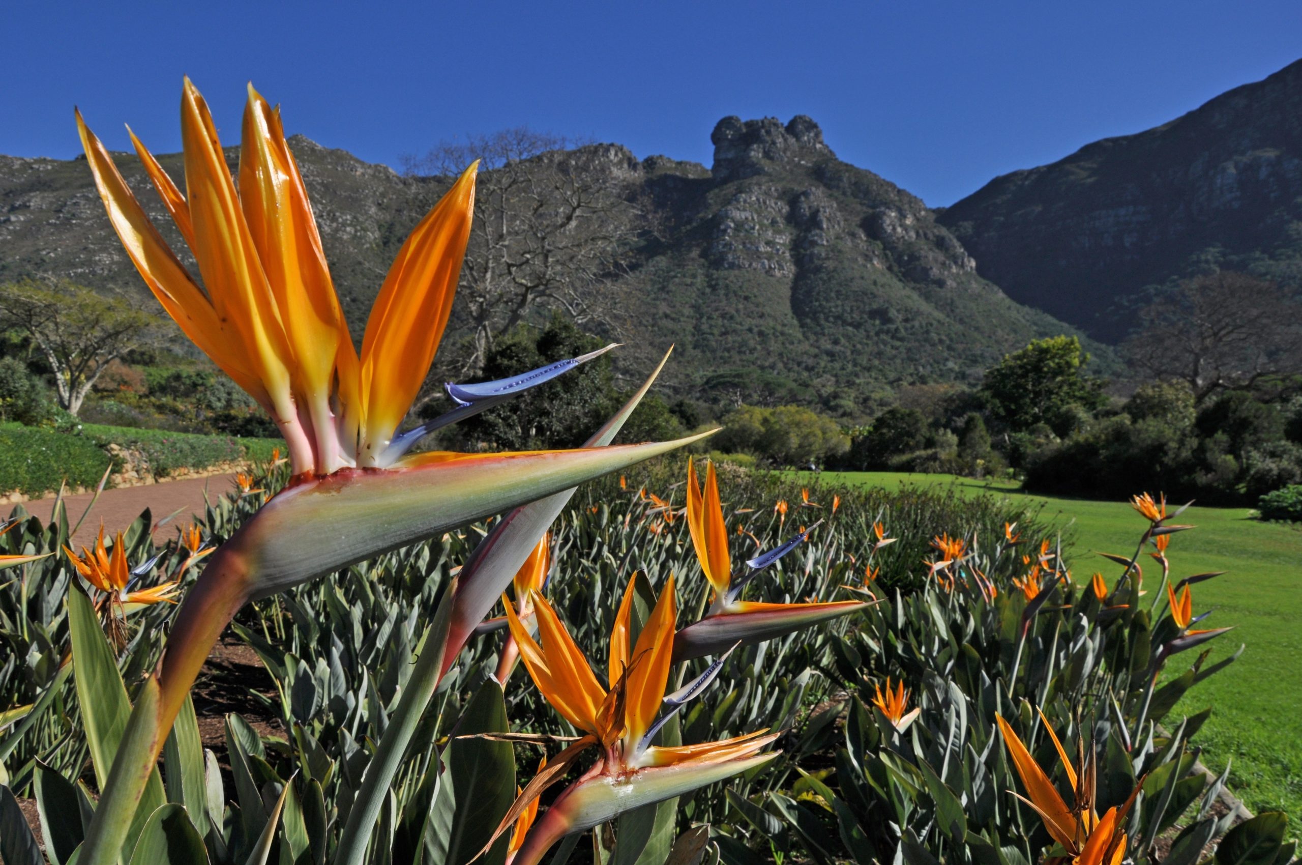 Read more about the article Kirstenbosch National Botanical Garden is awarded a TripAdvisor Global Top Destination