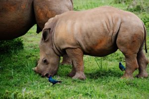 Read more about the article Eco News – Celebrate World Rhino Day on 22 September 2019